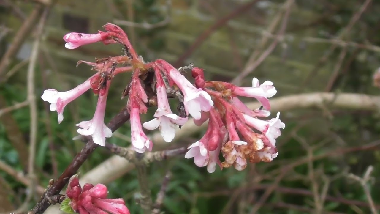 Myddleton House Gardens