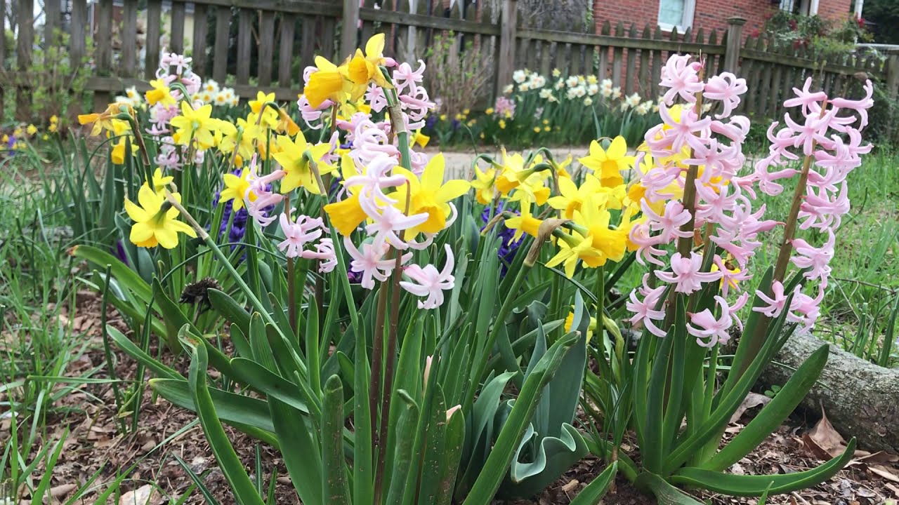 In the ground bulb lasagna / lasagne. Spring Flowers, Daffodil Tete a Tete, Hyacinth, Crocus, Tulips