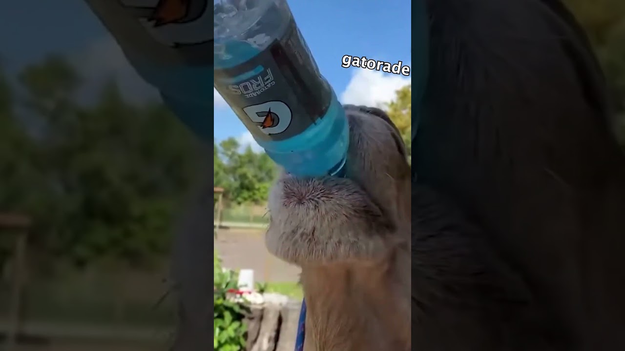 CAMEL DRINKING GATORADE