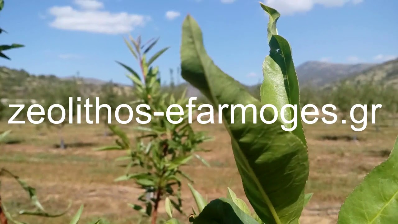 Εφαρμογή ζεόλιθου σε αμυγδαλιές