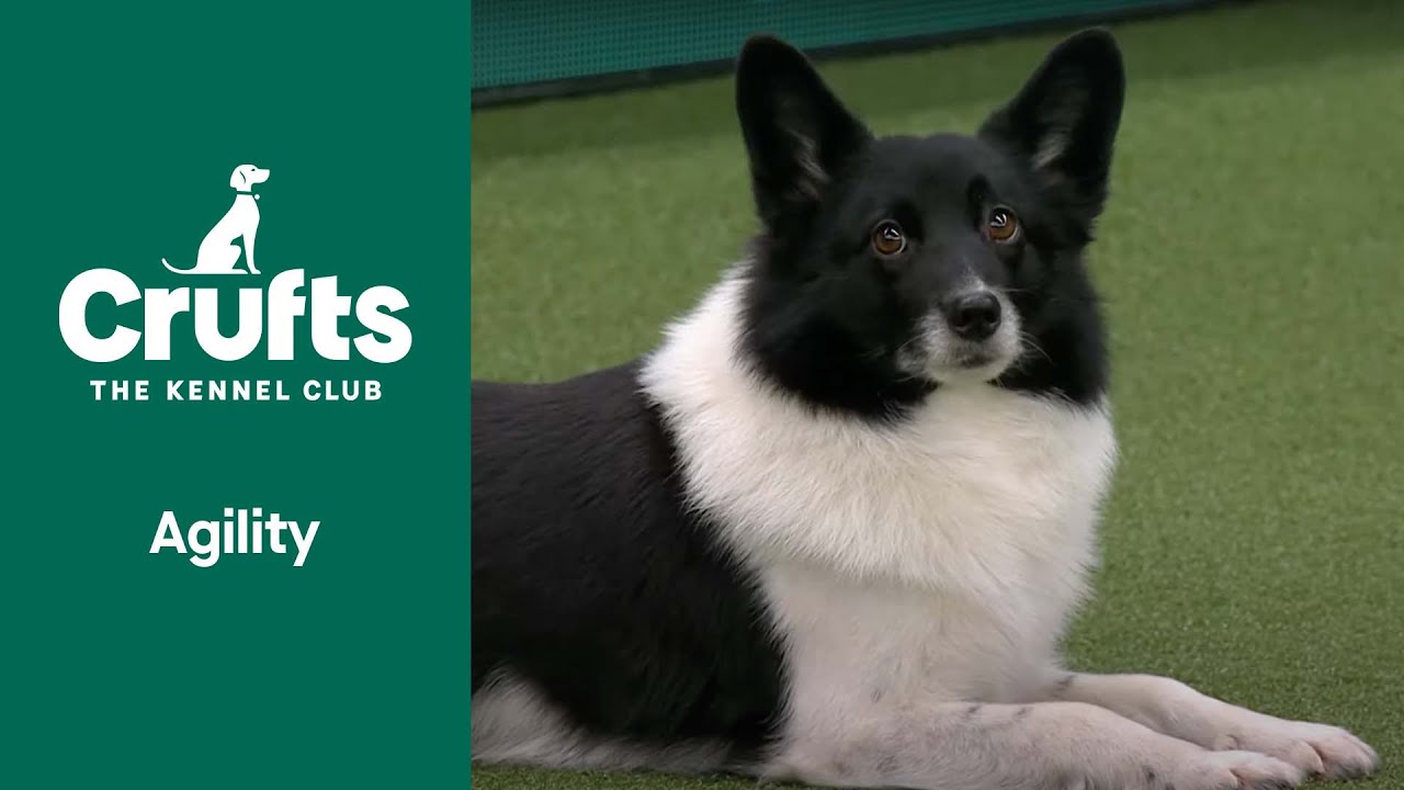 Agility - Crufts Singles Small/Medium/Intermediate/Large (Jumping) Part 1 | ​Crufts 2022