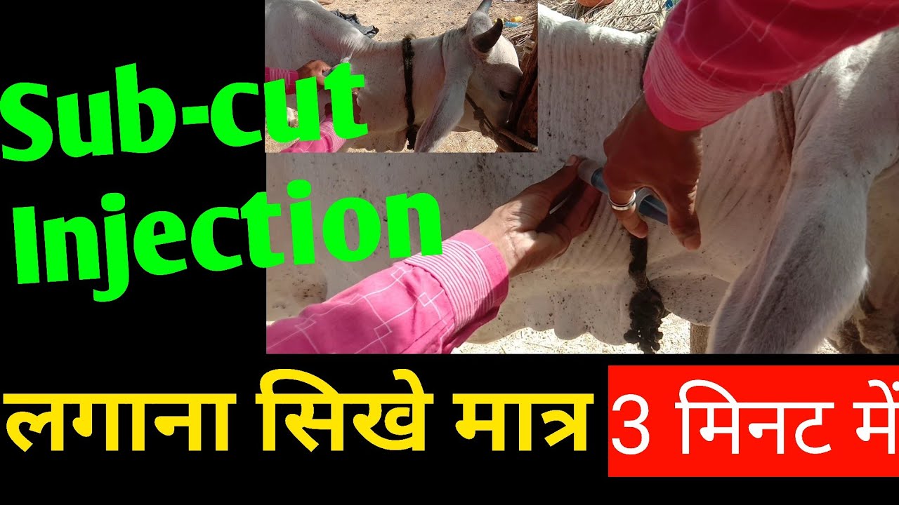 Sub-Cut Injection लगाना सिखे मात्र 3 मिनट में | subcut injection in cow | subcut injection in cattle