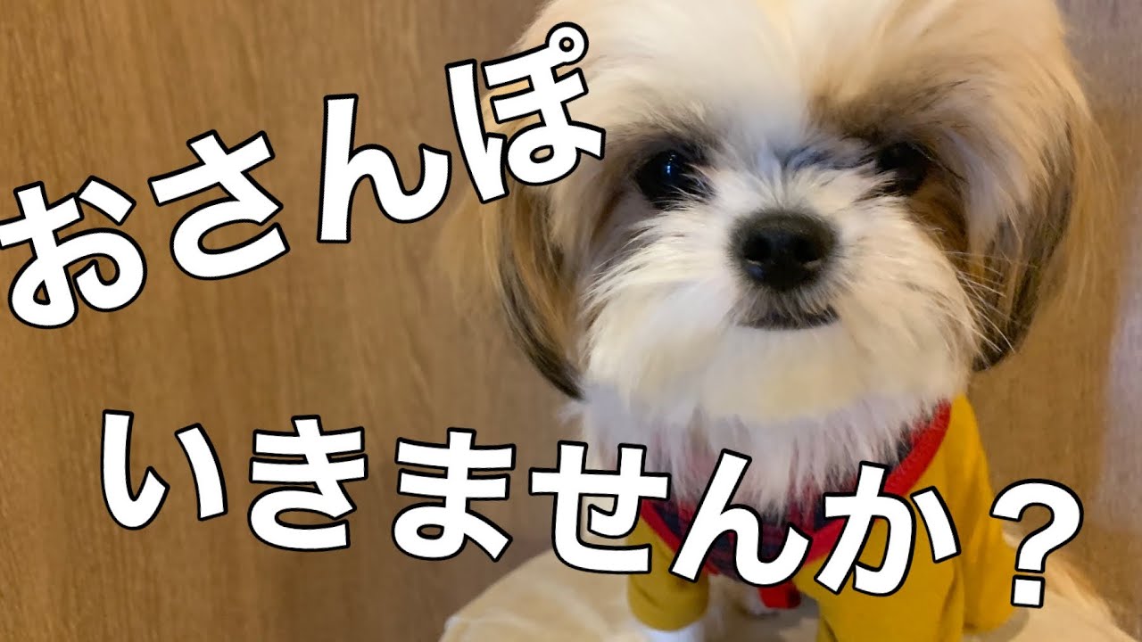 《散歩vlog》チワシーズーとお散歩