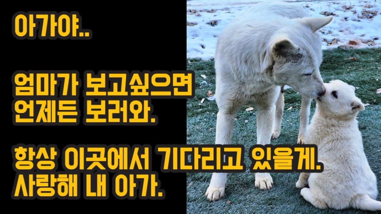 새끼를 보내는 유기견의 마지막 행동… (진돗개)