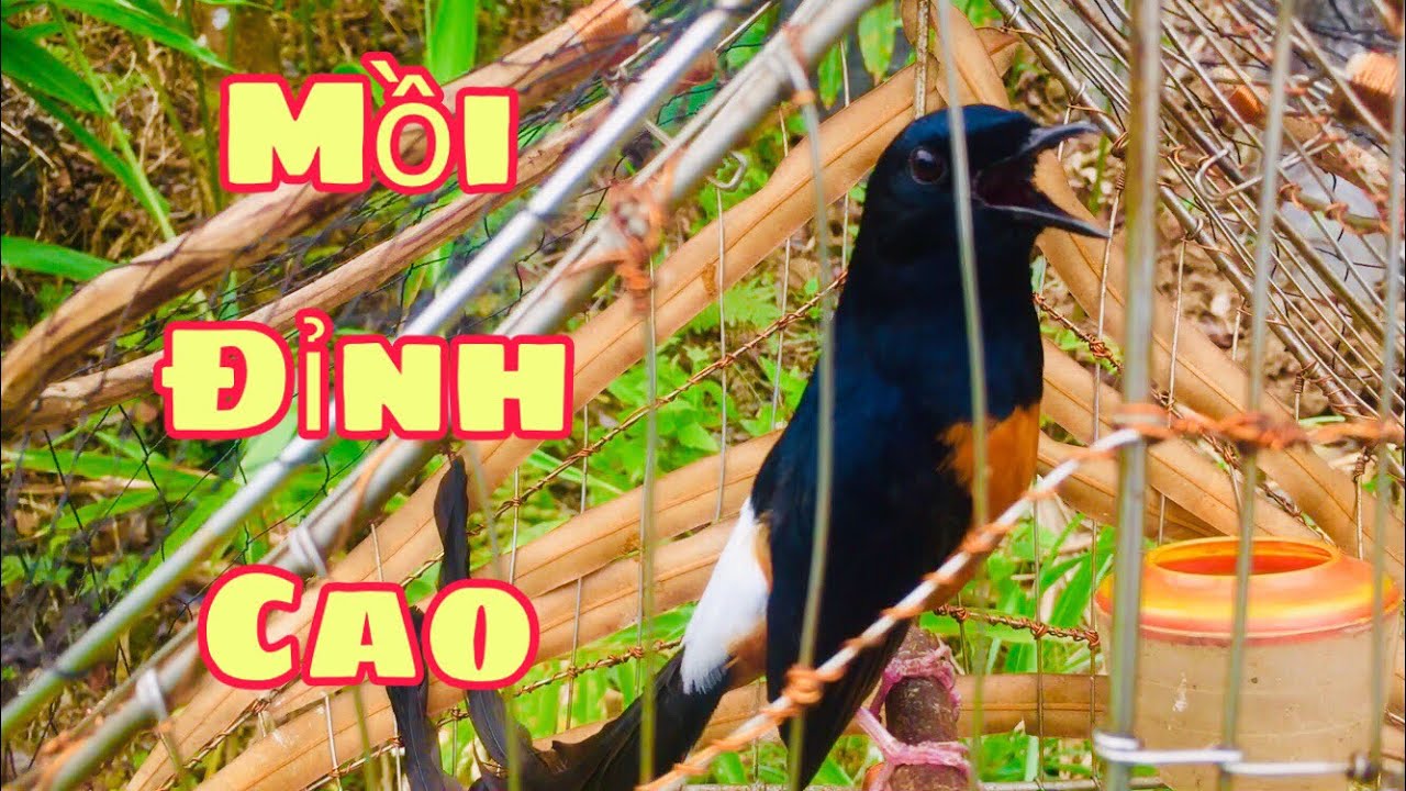 Chòe Lửa Mồi Cứng ✦ Chòe lửa mồi gọi bổi