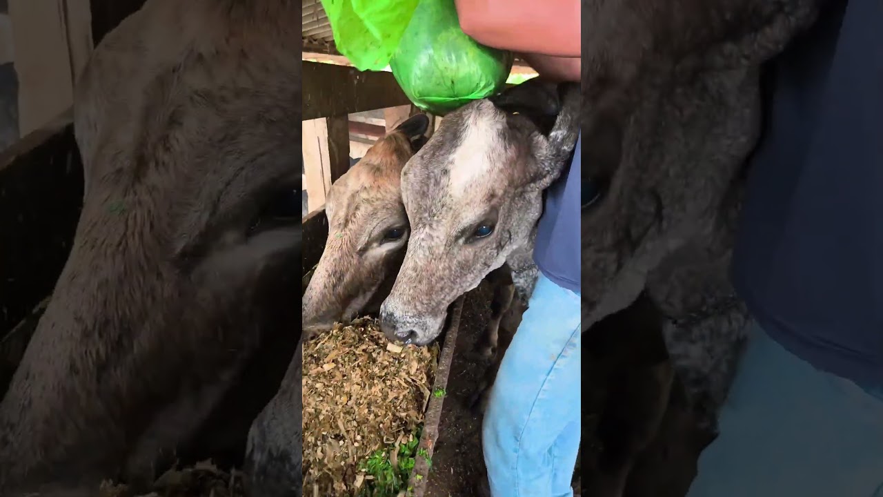 RO&Ccedil;A E RESPEITO: CUIDANDO DOS ANIMAIS 🐏🐎🐓🐂🐖