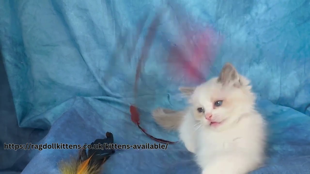 LUCY HAD 3 KITTENS - KITTEN BORN ON 26 FEB. 2025- PINK COLLAR  (UPDATE 20/05/2025)