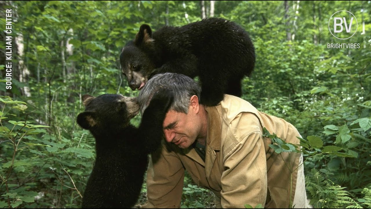 The Kilham Bear Centre Helps Black Bear Cubs Return To Nature