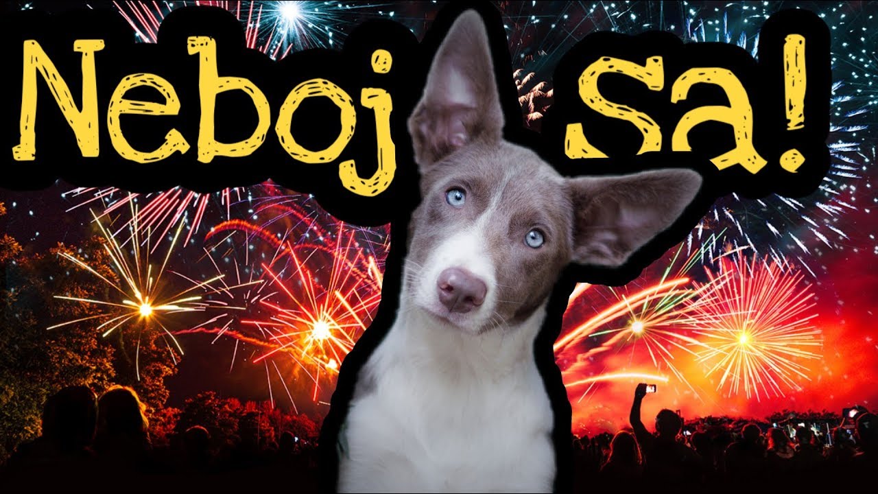 AKO ZBAVIŤ PSA STRACHU z ohňostroja | SILVESTER so Slížom