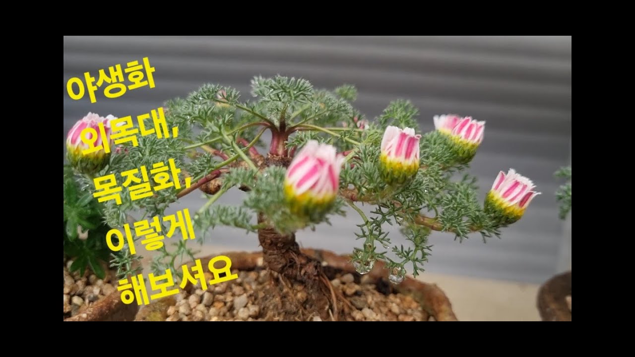 야생화 외목대, 목질화, 이렇게 해보셔요
