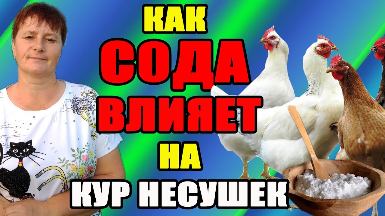 Как СОДА влияет на кур несушек. Как правильно применять соду.