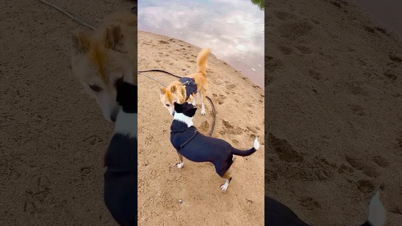 Dog’s World 