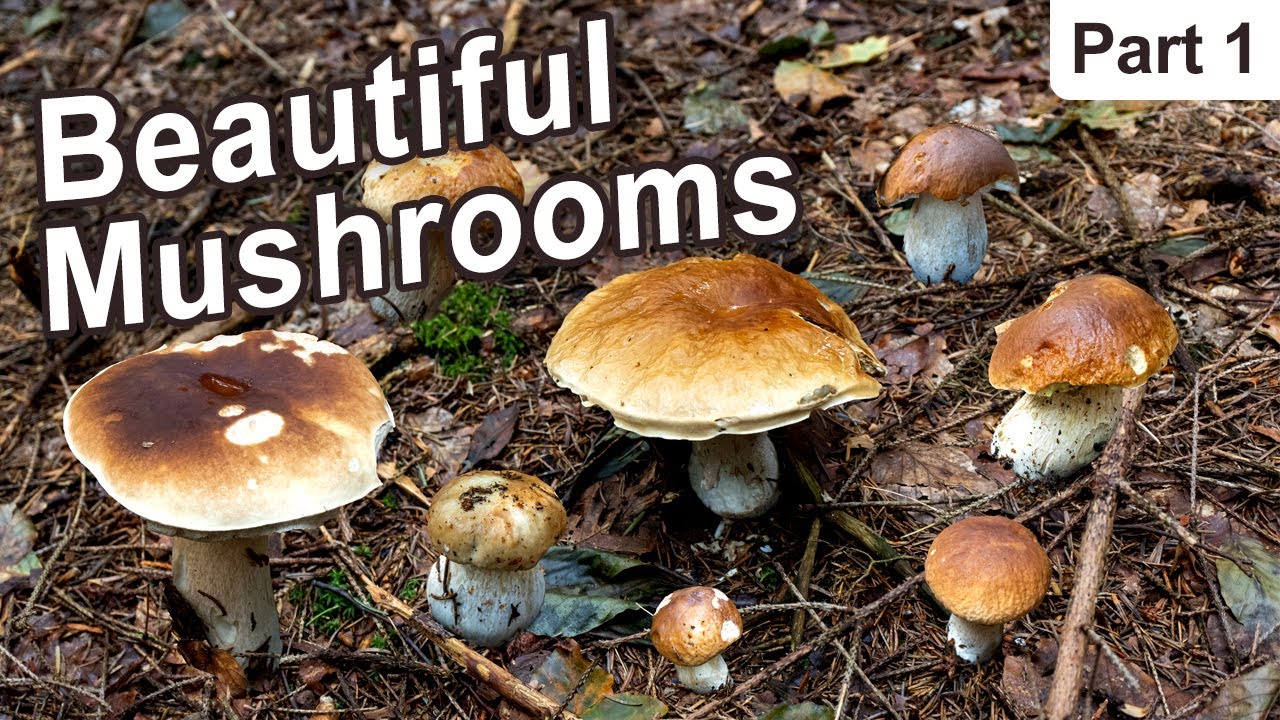 Mushroom Hunting - September 2022 - Cep | Penny Bun | King bolete | Boletus edulis | Funghi Porcini