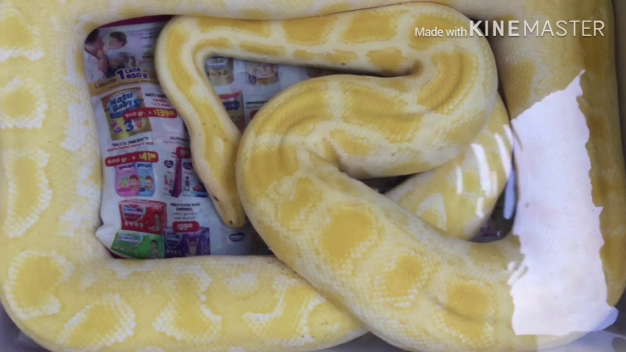 Como eliminar ácaros o garrapatas en serpiente