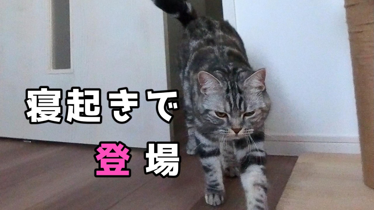 【猫の日常】寝起きでごはん、ぽっちゃん今日もマイペースです