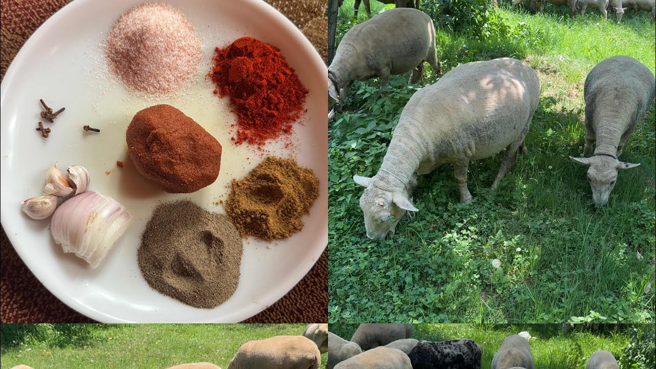 How to increase appetite in sheep’s from our home remedies #farming #feeding #animals #sheep #feed
