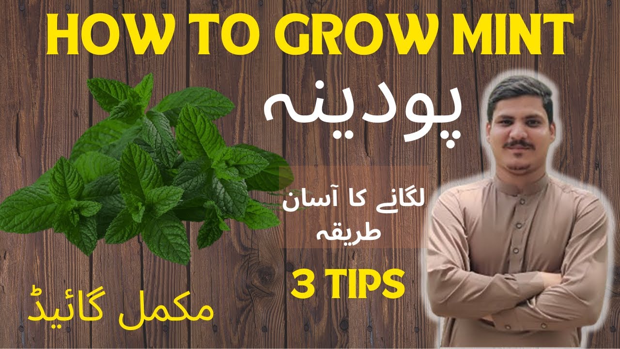 Mint | How to Grow Mint at Home | Unlock the Secret to Growing Mint in Home | Pudina lagane Ka trika