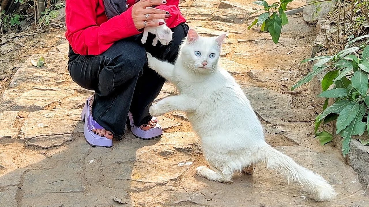 A gentle act of care brought comfort that she quietly welcomed for her kittens.