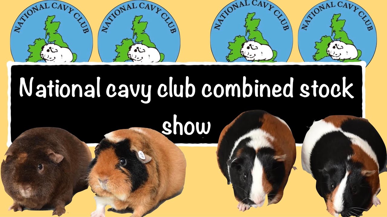 National Cavy Club Combined Stock Show 2022 - The Crufts of Guinea Pig shows!