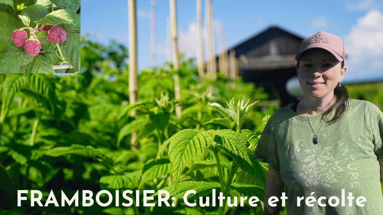 Les Framboisier: Culture et r&eacute;colte