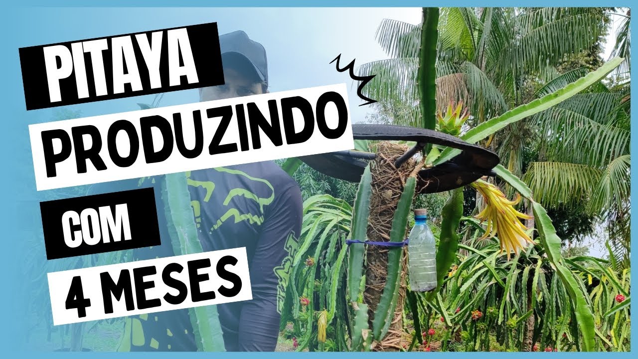 Técnicas para sua Pitaya produzir com 4 meses!