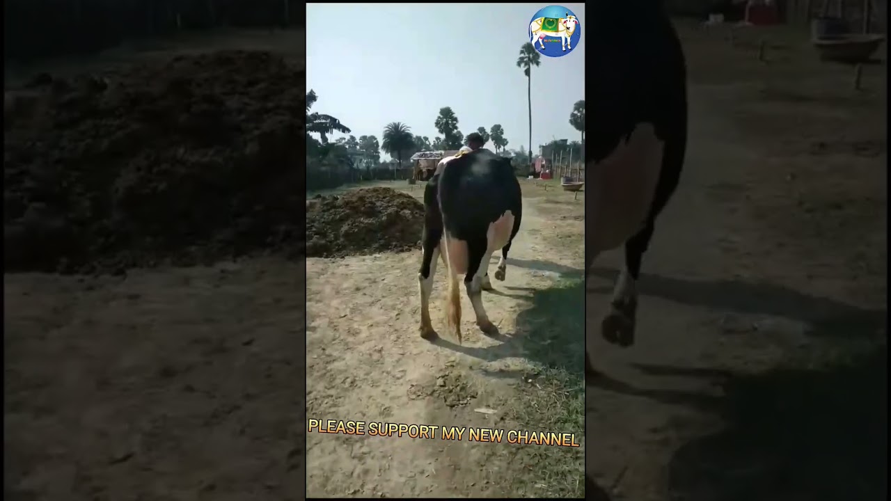 #dairyfarmidea #hfcow #animal #biharpashumandi #cowmandi #dairy #cow #cattlemarket #dairyfarm