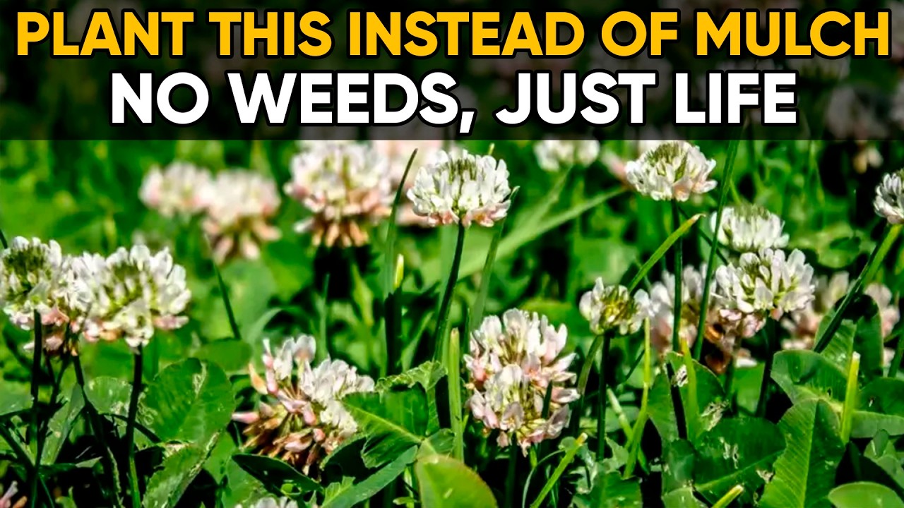 Plant These 5 Seeds and Never Buy Mulch Again 🌿