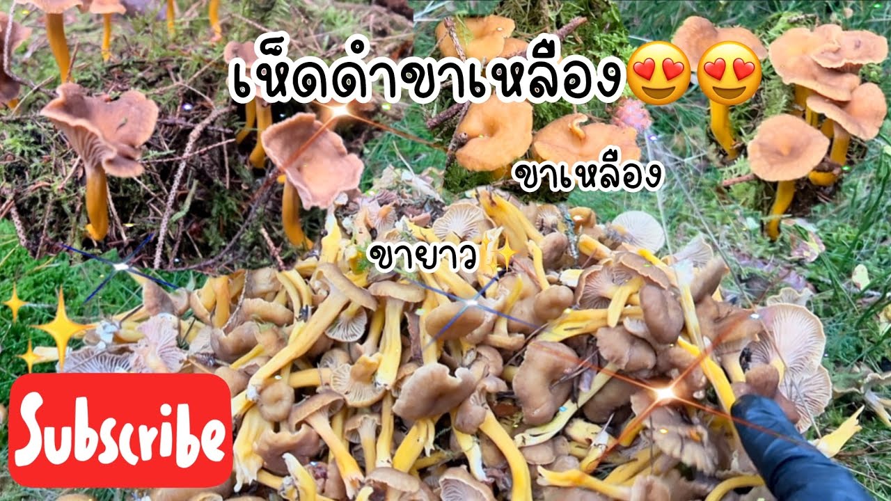 เห็ดดำขาเหลือง สวยงาม👍👍 เก็บคนเดียว😱😱