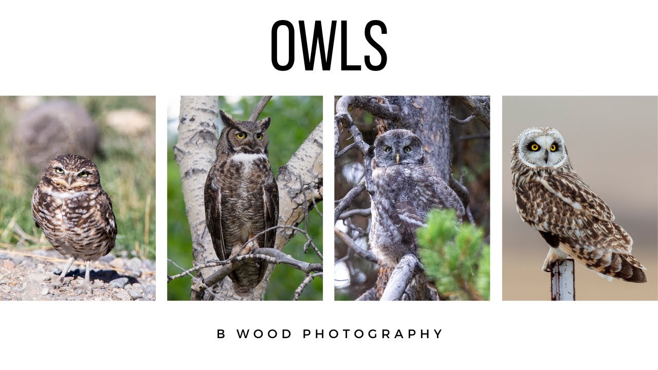 A Gathering of OWLS || Burrowing | Great Horned | Great Gray | Short-eared || 4 FUN Facts  🦉🦉