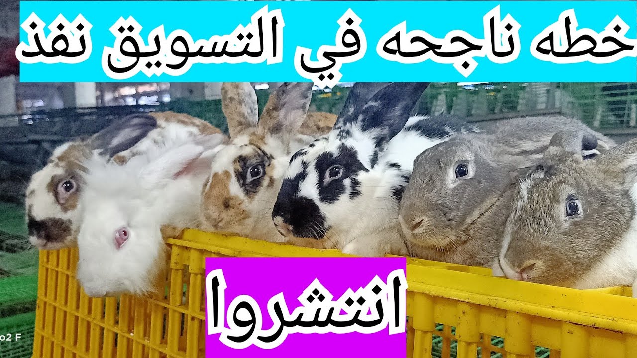 ارانب الخير ازاي تسوق ارانبك رسمتلك خط للتسويق نفذ،٣٤١