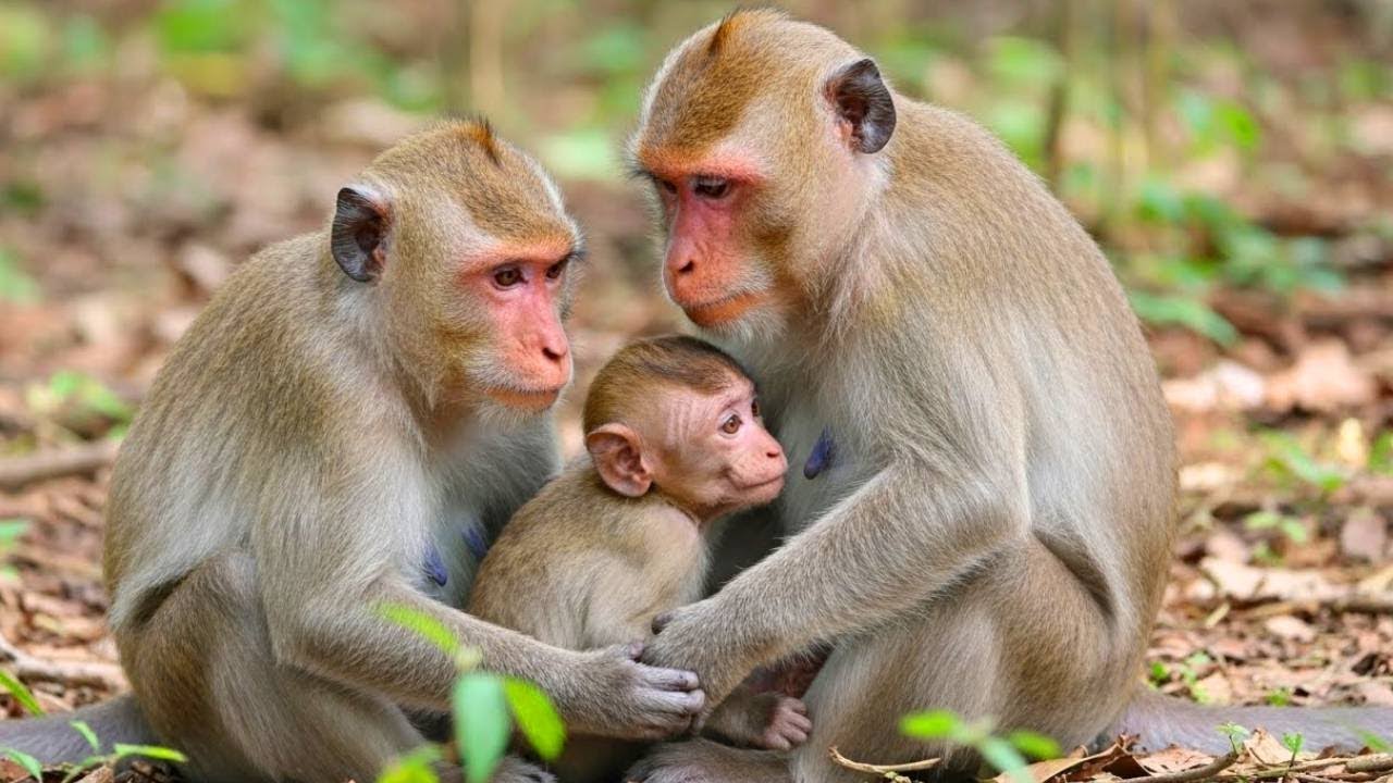 🔴LIVE: Monkey Life Is Pure Fun 🐒💚 | Cute & Happy Monkey Moments