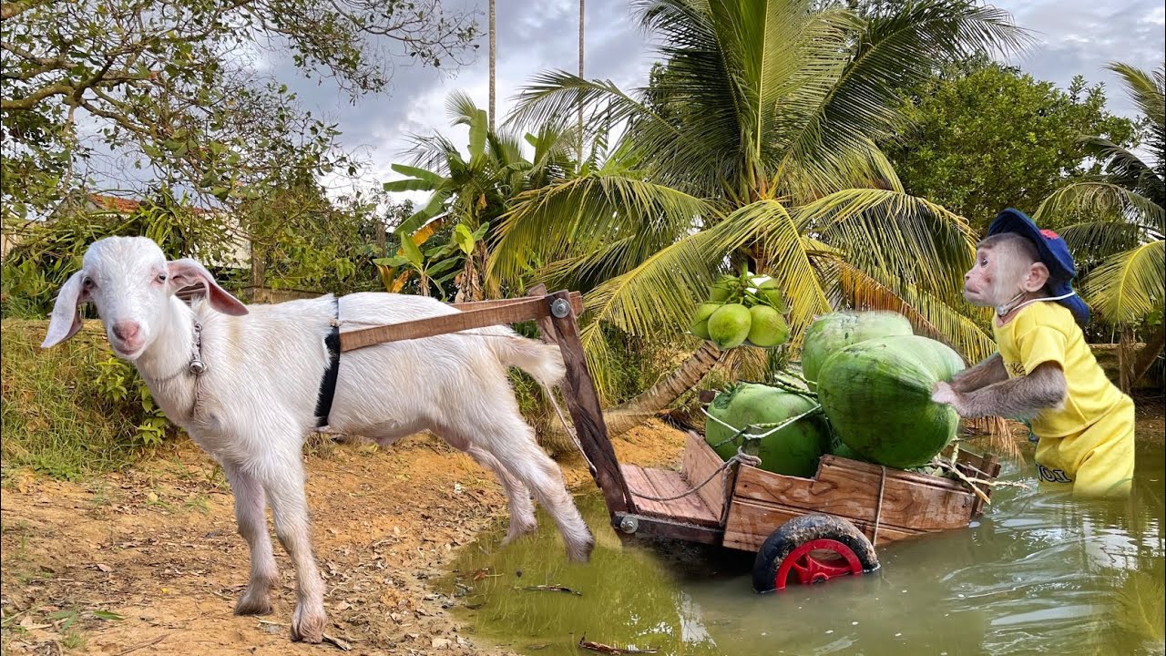 CUTIS Takes Goat To Harvest Coconut Has Trouble ...