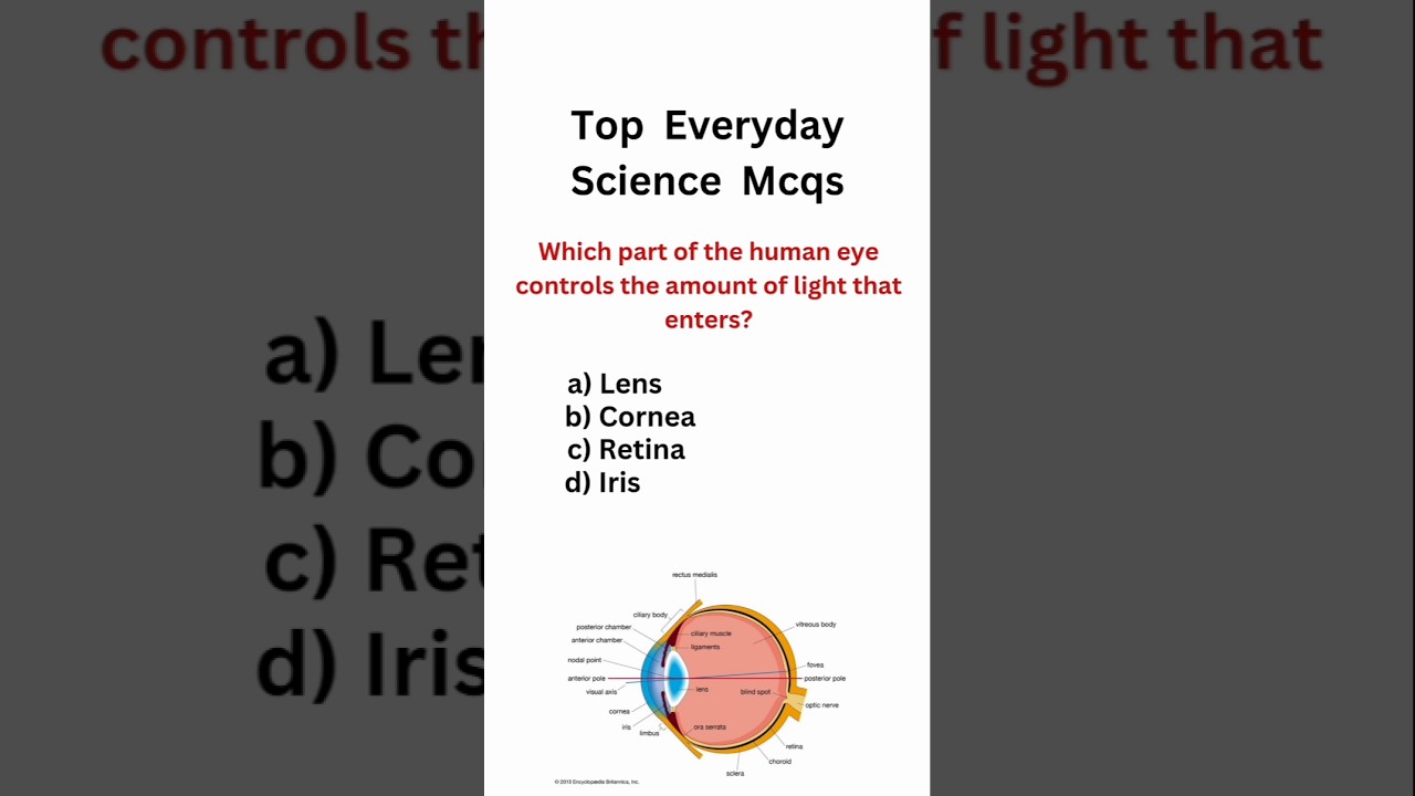 Top everyday science mcqs || science mcqs #generalscience #gkmcq #competitiveexams