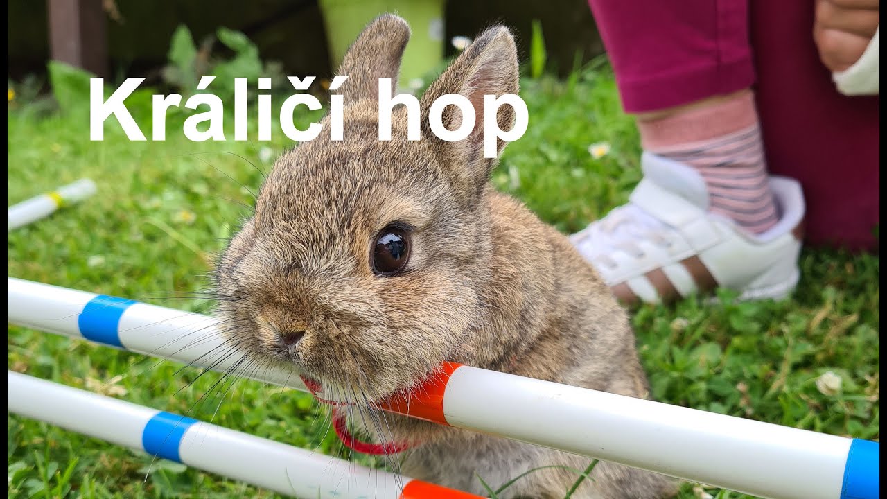Kralici hop Onsovice 2021