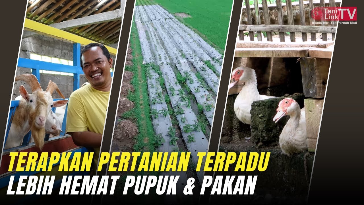 Terapkan Pertanian Terpadu, Beternak Bertani Berkebun Jadi Satu