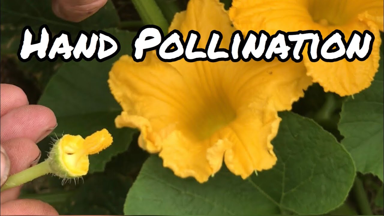 Hand pollination of Pumpkin, Squash, Zucchini, Cucumber and Watermelon
