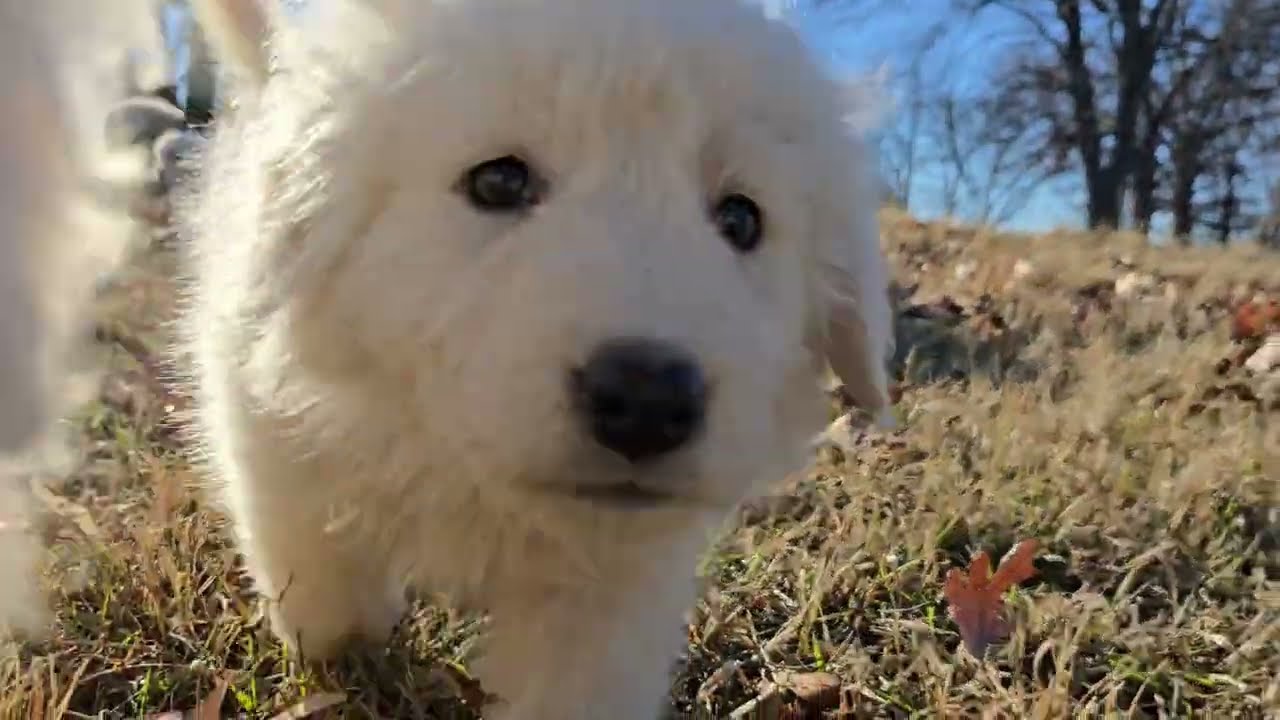 Maremma Sheepdog puppies explore the pasture with a cow 🐄, calf, sheep 🐑, ram, and even a cat! 🐾🐱🤍