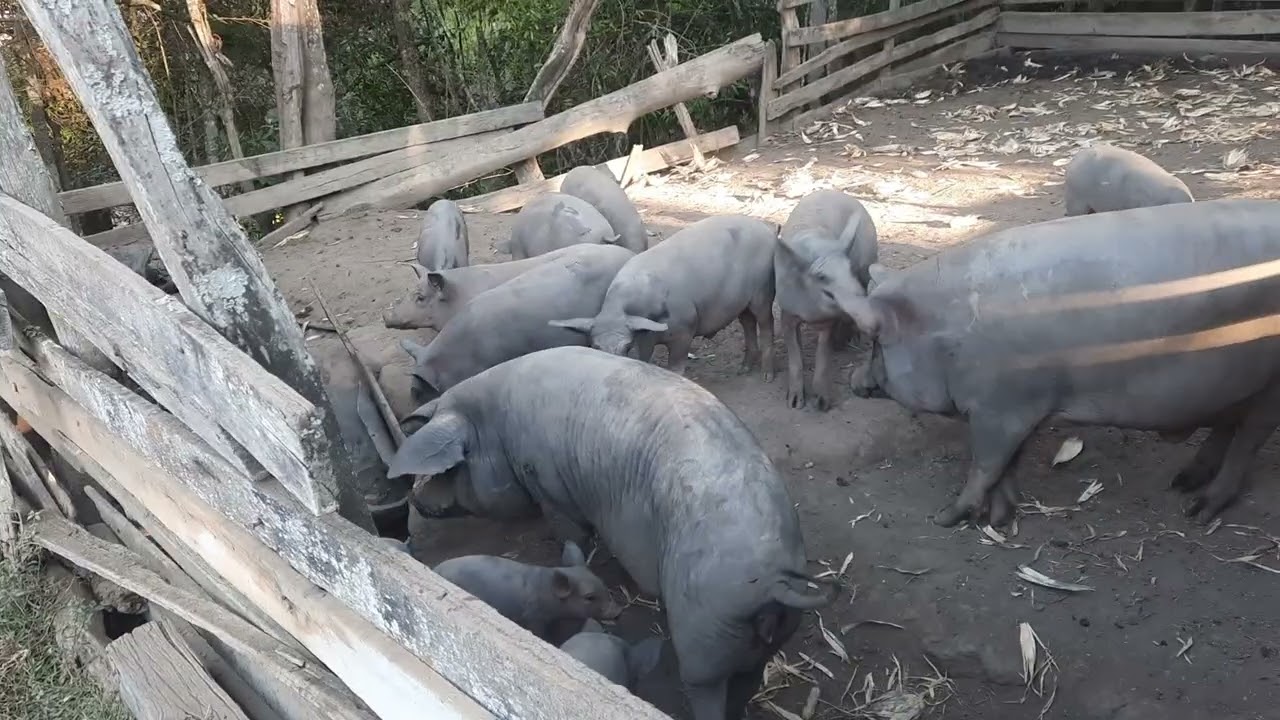 Visita no sítio sertão do Camunda. Criação de porco caipira..