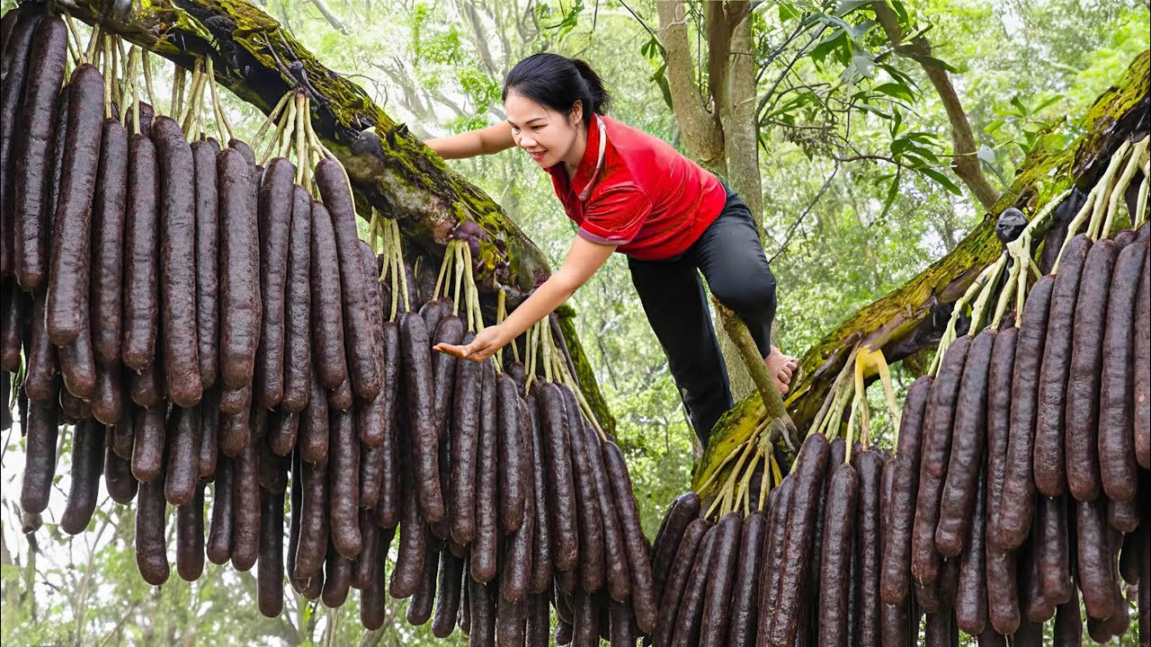 Harvesting Rare Pudding Pipe & Go to Market Sell | The fruit has a sausage like shape | Forest Life