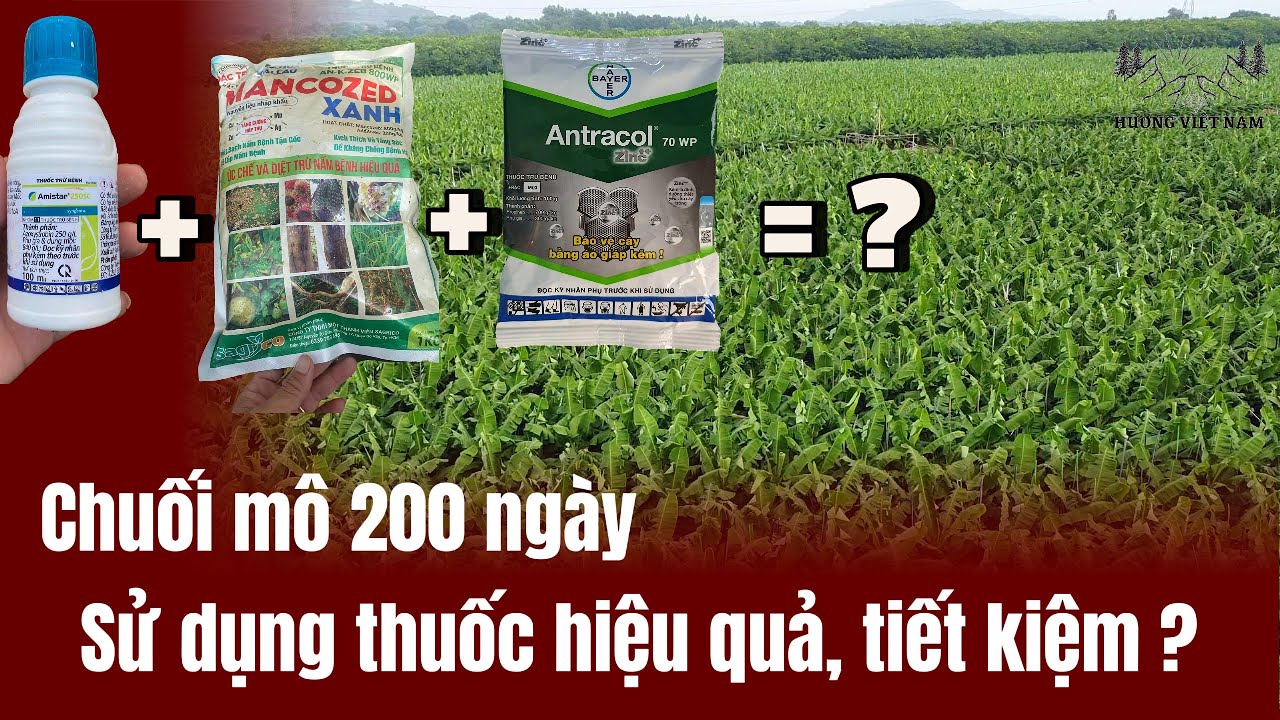 Chuối mô 200 ngày - Cách sử dụng thuốc bảo vệ thực vật hiệu quả, tiết kiệm cho cây chuối mô!
