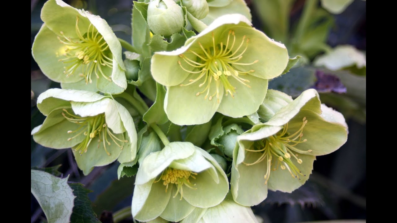 How to grow Hellebores