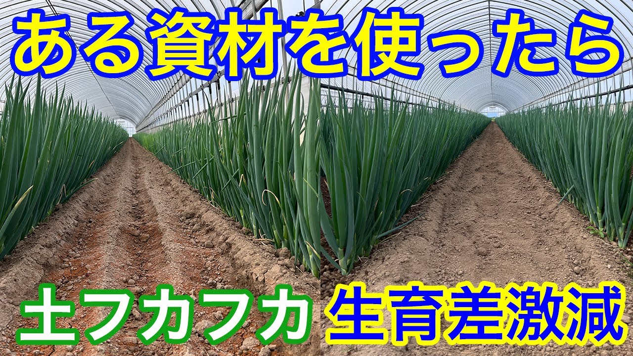 【これは凄いかもしれない】アレを使うと土が柔らかくなり、初期生育が良くりました！