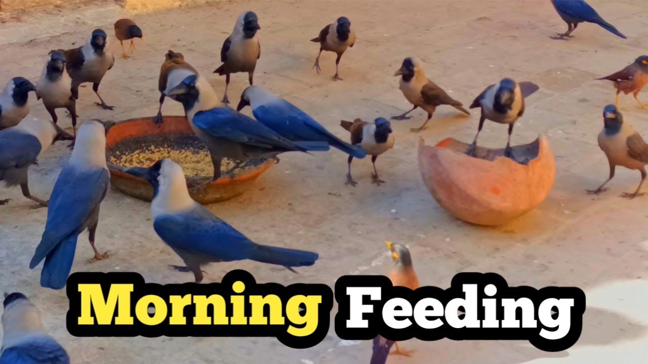 Morning Feeding with Crows & Sparrows | Peaceful Bird Sounds #crow 