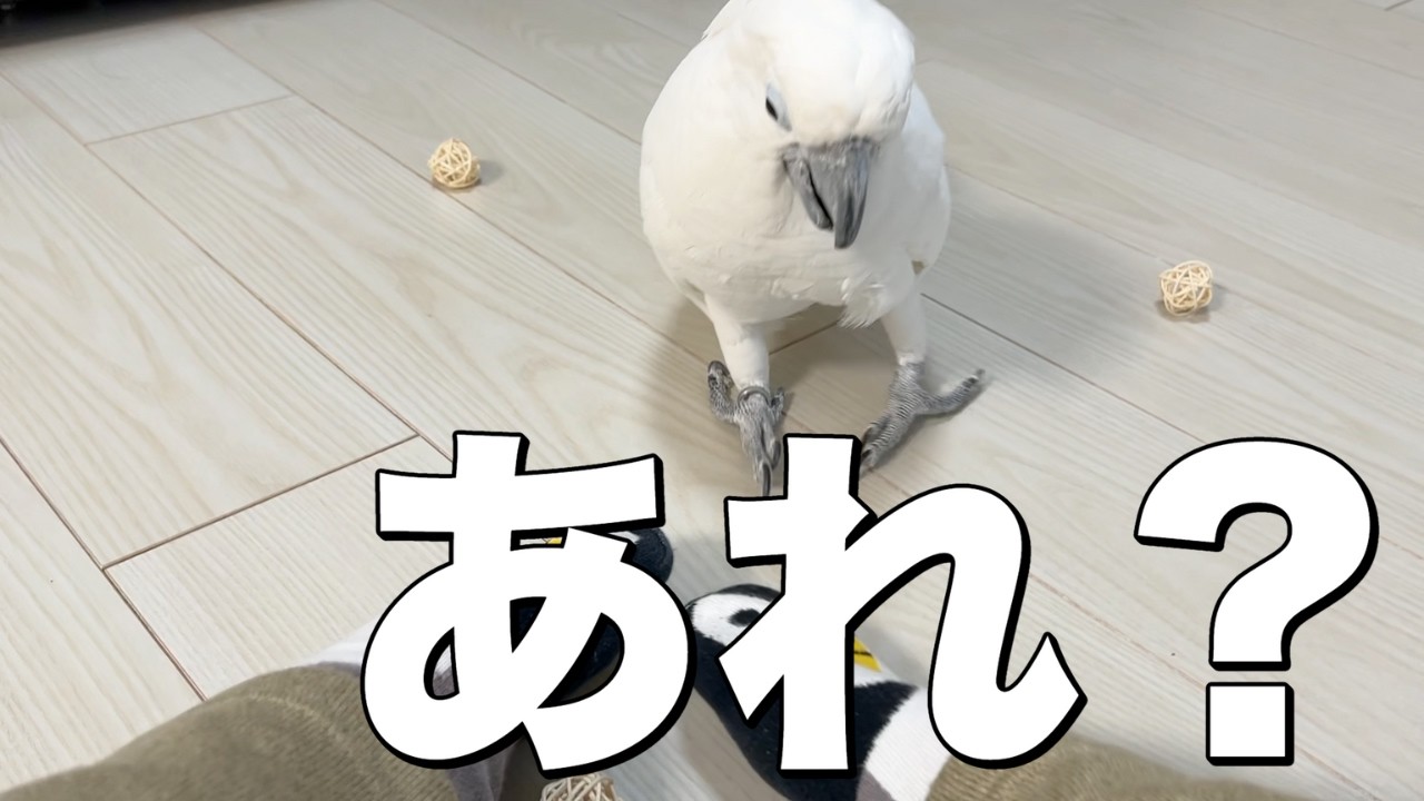 遊ばないゆきまる氏が、くるみ入りラタンボールに気づいた日