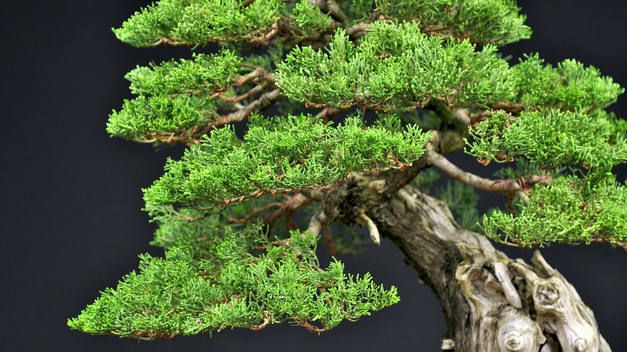 Cupressus Sempervirens bonsai - Francesco Santini