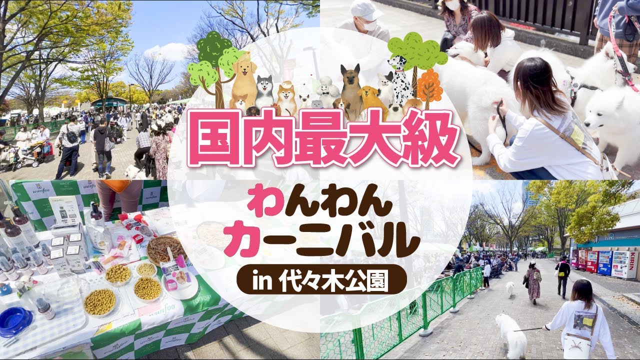 【最新】都内最大級のドッグイベントに初参加！サモエド大集合