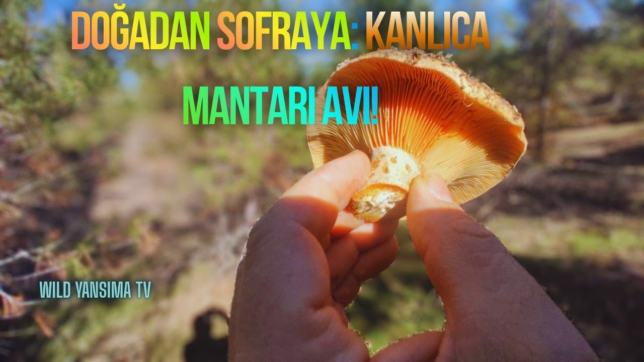 Doğadan Sofraya: Kanlıca Mantarı Avı! 🍄 28 Aralık 2025