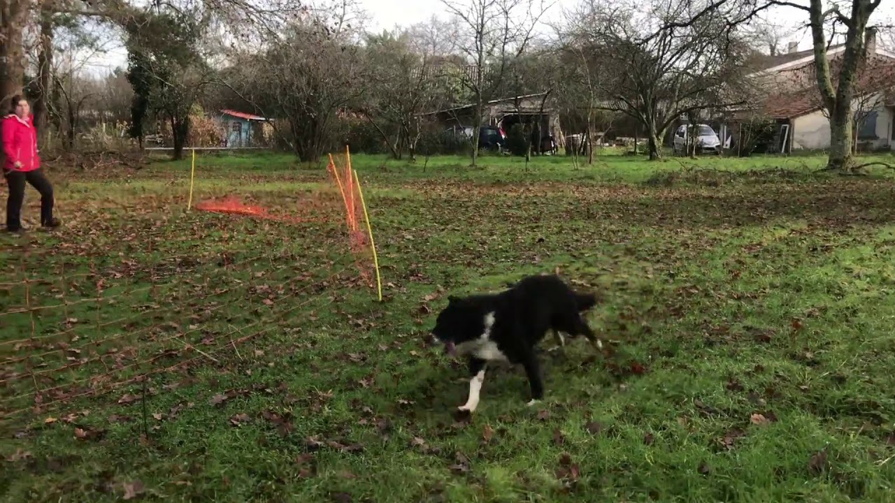 🐾 LE TRAVAIL AU TROUPEAU, COMMENT ÇA MARCHE ? 🐾