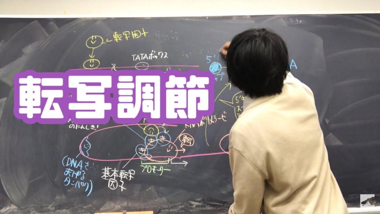 真核生物の転写調節【遺伝子発現】高校生物発展