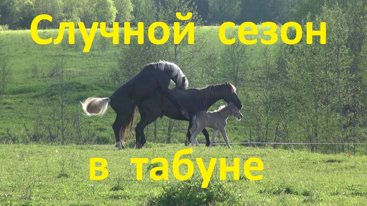 Воспроизводство в табуне. Преимущества и возможные 